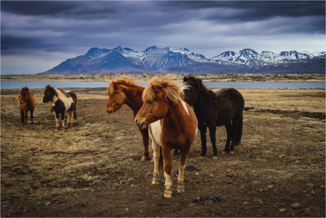 Main image Wild Spirits of Iceland